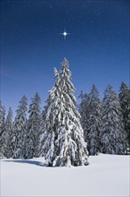 Snow-covered fir trees at night