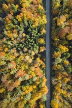Forest lined road in autumn