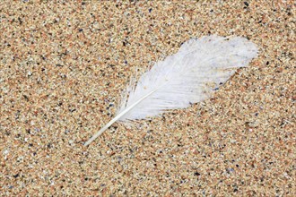 Feather on sandy beach