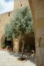 Olive tree in the courtyard