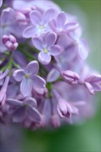 Common Lilac