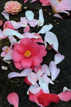Camellia blossoms fallen off on the floor