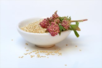 Quinoa in shell and ripe quinoa branch