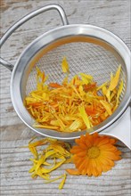 MarigoldsPetals in tea strainer