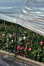 Greenhouse with camellias