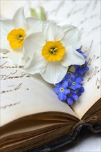 Daffodils and forget-me-nots on writing