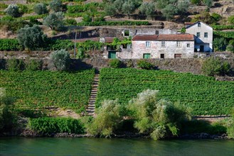 Vineyards on the Douro