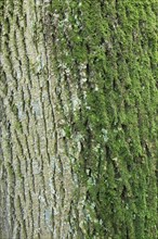 Bark of maple tree