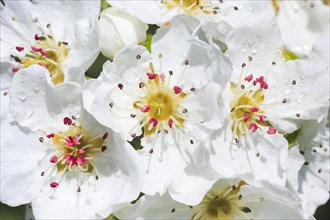 Pear tree blossom in spring