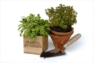 Kitchen herbs with garden shovel