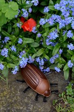 Chocolate cockchafer with flowers