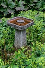 Stone bird bath in garden
