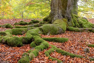 Moss-covered roots of a beech