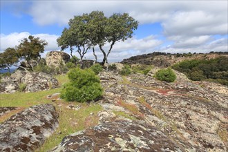 Typical landscape in Sierra de Andujar National Park