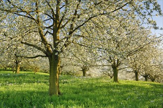 Cherry trees in spring