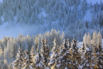 Snowy fir forest