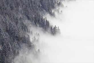 Snowy fir forest and sea of fog