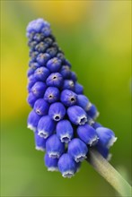 Grape hyacinth