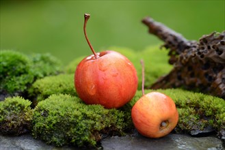 Two decorative apples in the moss