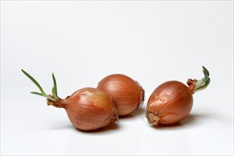 Onions with shoots