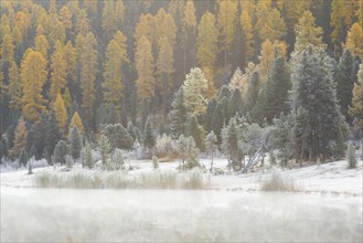 Larch and spruce forest on Lake Stazersee