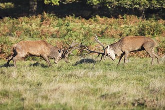 Two red deer in a duel during the rut