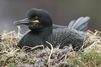 Cormorant