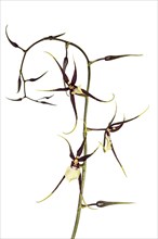 Orchid cultivar Brassidium Kenneth Bivin Santa Barbara