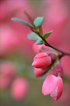 Chinese ornamental quince