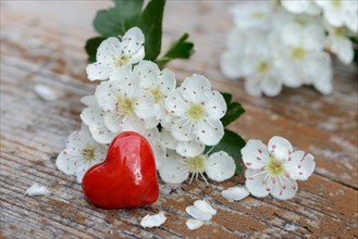 Hawthorn blossoms and red heart /