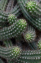 Sea urchin cactus