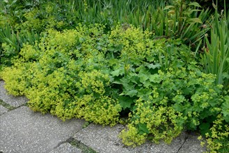 Lady's mantle leave