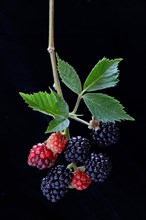 Mature and immature Rubus fruticosus