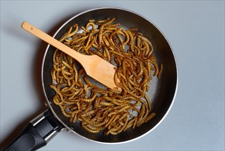 Fried mealworms in pan