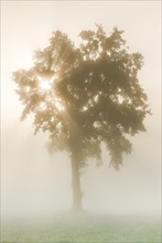 Oak in the fog