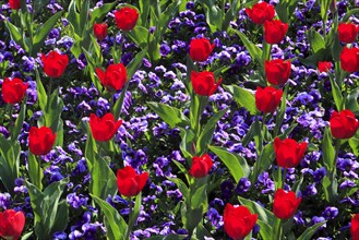 Tulips and violets