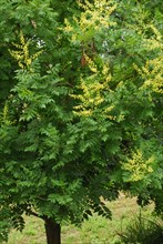 Rispigergoldenrain tree