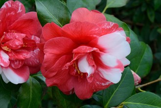 Japanese camellia
