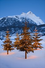 Christmas trees near Silvaplana