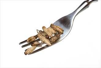 Dried crickets on fork