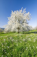 Cherry trees in spring