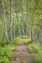 Footpath in birch forest