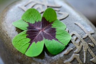 Lucky Clover on stone with Chinese characters