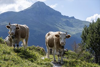 Two cows with horns in front of mountain landscape