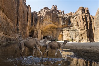 Camels in the Guelta d'Archei waterhole