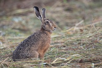 European hare