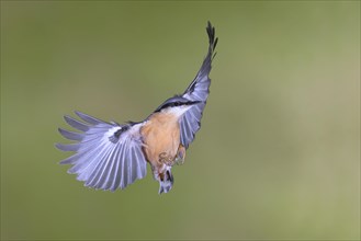 Eurasian nuthatch
