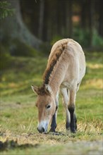 Przewalski's horse or Mongolian wild horse