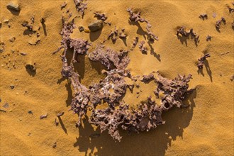 Old coral fossils in the sand of the Sahara
