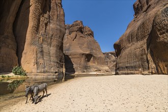 Donkeys at the Guelta d'Archei waterhole